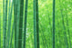 Bamboo forest Wall Mural