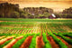 Agricultural Field with House Wall Decal Design 2