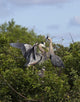 Great Blue Heron Early Wall Mural