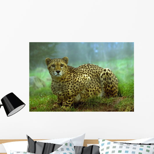 Cheetah Wall Mural