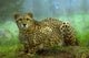 Cheetah Wall Decal