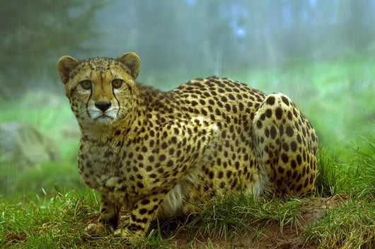 Cheetah Wall Mural