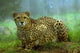 Cheetah Wall Mural