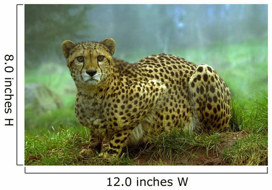 Cheetah Wall Mural