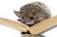 Hedgehog on Book Wall Decal
