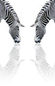 Zebra Reflection Wall Decal