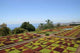 Botanical Garden Funchal Wall Decal