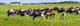Herd Cortex Grazes Field Wall Decal