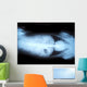 Animal X-ray