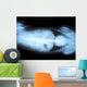 Animal X-ray