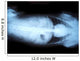 Animal X-ray