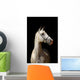 White Horse Black