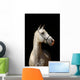 White Horse Black