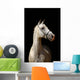 White Horse Black