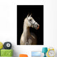 White Horse Black