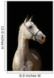 White Horse Black