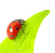 ladybug Wall Decal
