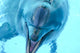 Delfines