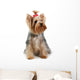 yorkshire terrier Wall Decal
