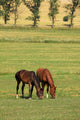 Grazing Horses Summer Landscape Wall Mural