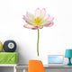 Nelumbo Nucifera