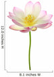 Nelumbo Nucifera