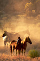 Peaceful Horses Gathering Wall Mural