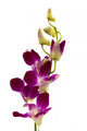 Purple Orchid Wall Decal