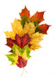 Colorful Composition with Autumn