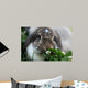 Rabbit Wall Mural