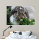 Rabbit Wall Mural