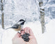 Hand feeding a black-capped chickadee sunflower seeds Wall Mural