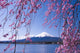 Mt.Fuji with cherry blossom Wall Mural