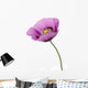 Poppy flower Wall Decal