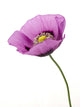 Poppy flower Wall Decal