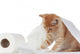 Kitten and Toilet Paper Wall Mural