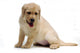 24162610 Wall Decal