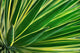 Up Yucca