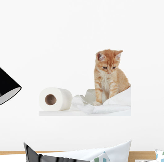 Kitten and Toilet Paper