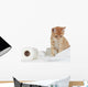 Kitten and Toilet Paper