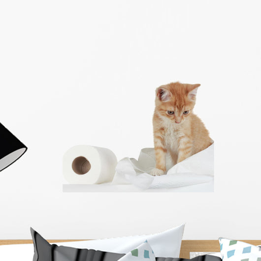 Kitten and Toilet Paper