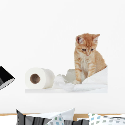 Kitten and Toilet Paper