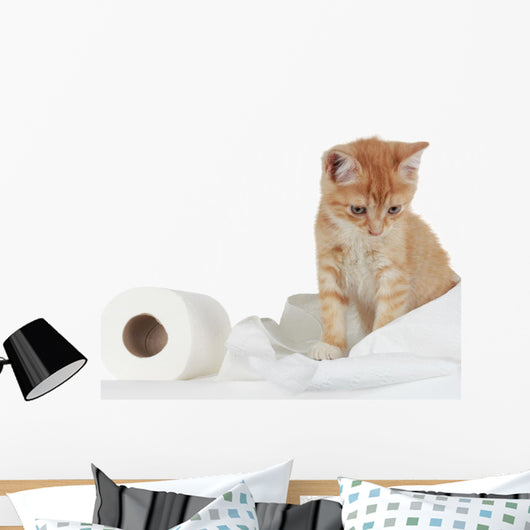 Kitten and Toilet Paper