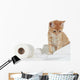 Kitten and Toilet Paper