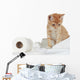 Kitten and Toilet Paper
