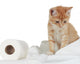 Kitten and Toilet Paper