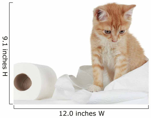 Kitten and Toilet Paper