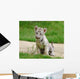 2 Month Baby White Tiger Wall Mural