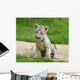 2 Month Baby White Tiger Wall Mural