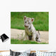 2 Month Baby White Tiger Wall Mural